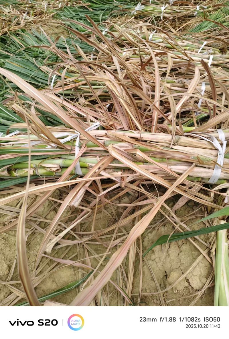 【热卖中】广东紫皮甘蔗苗直种苗种茎苗丰林种业基地直发