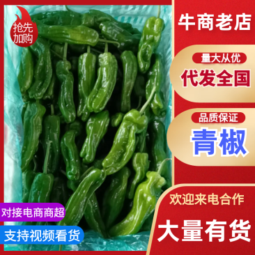 当季青椒，产地直发品质保证，新鲜现摘量大从优！