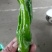 当季青椒，产地直发品质保证，新鲜现摘量大从优！