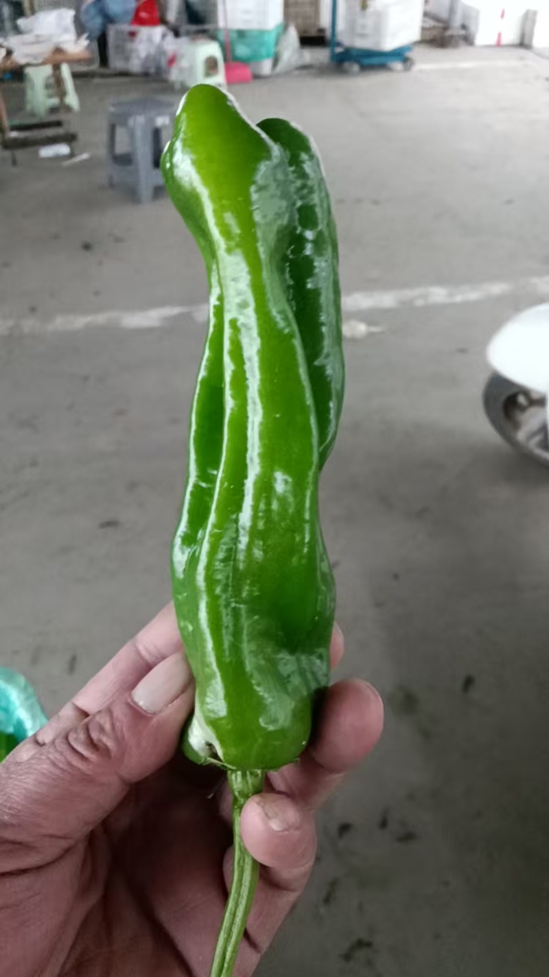 当季青椒，产地直发品质保证，新鲜现摘量大从优！