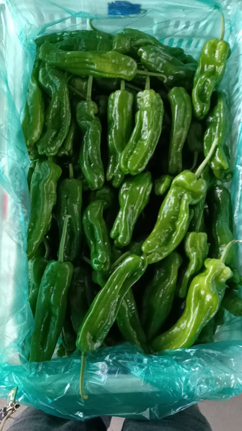 当季青椒，产地直发品质保证，新鲜现摘量大从优！