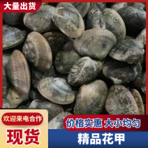 辽宁东港本地精品无沙花甲规格齐全欢迎预订活跃度高，肥度好