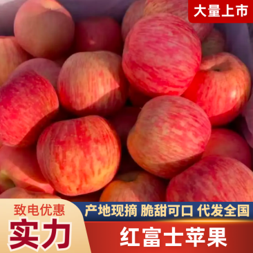 山东红富士苹果品质保证价格优惠实力商家诚信经营
