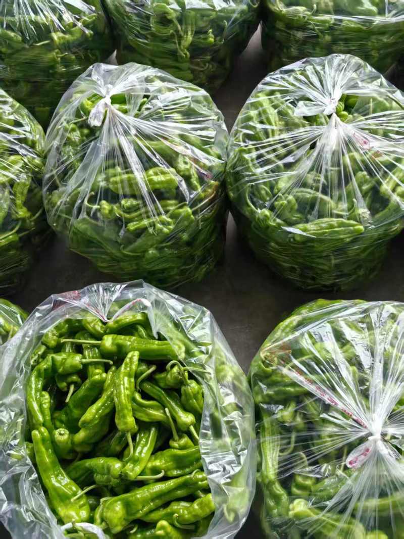 当季青椒，产地直发品质保证，新鲜现摘量大从优！