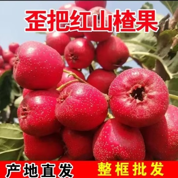 山东歪把红山楂大量现货供应，规格齐全品质保证，接电商市场