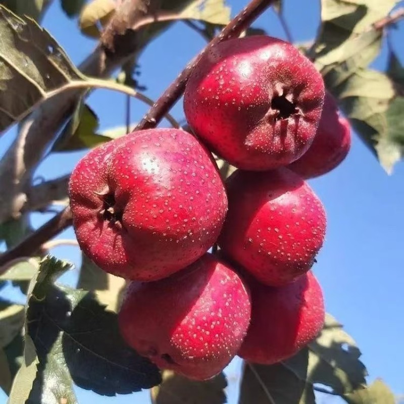 山东歪把红山楂大量现货供应，规格齐全品质保证，接电商市场