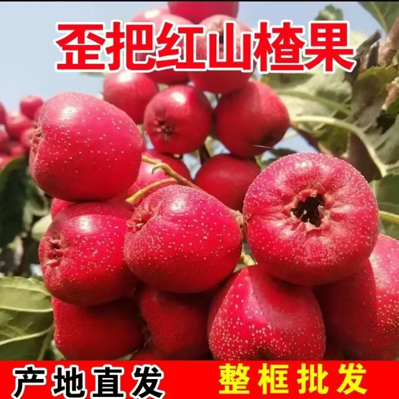 山东歪把红山楂大量现货供应，规格齐全品质保证，接电商市场