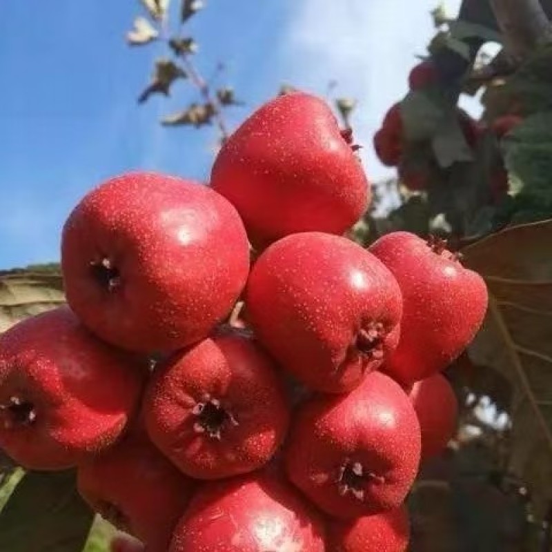山东歪把红山楂大量现货供应，规格齐全品质保证，接电商市场
