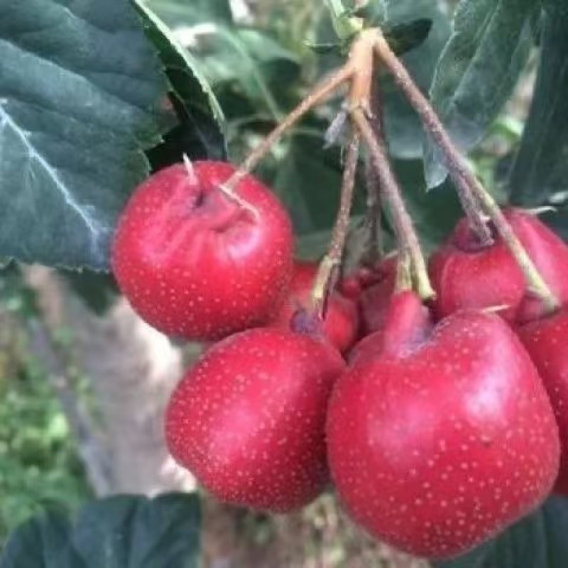 山东歪把红山楂大量现货供应，规格齐全品质保证，接电商市场