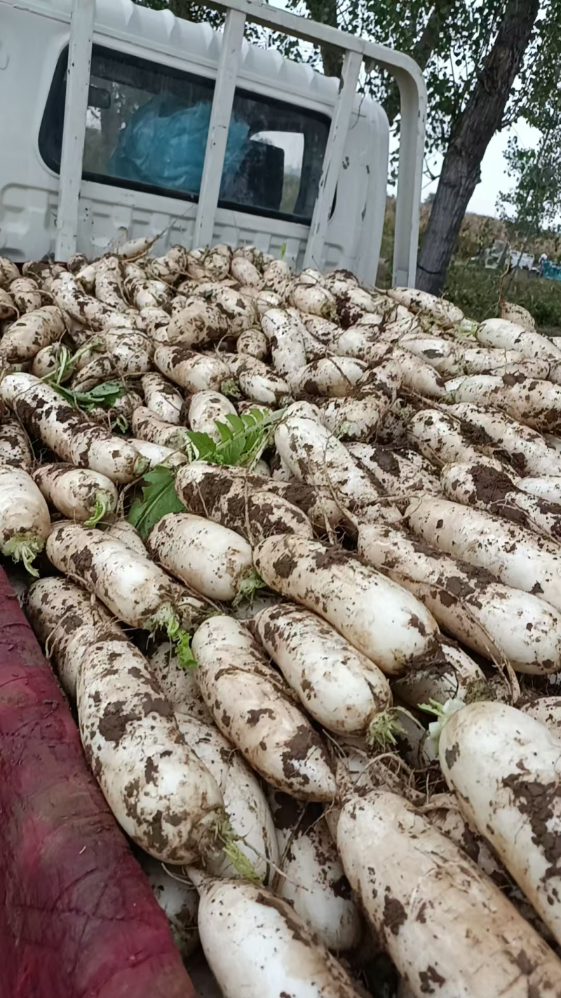 精品萝卜白萝卜优良品种口感好基地种植货量充足