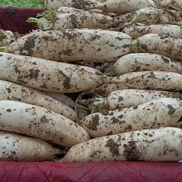精品萝卜白萝卜优良品种口感好基地种植货量充足