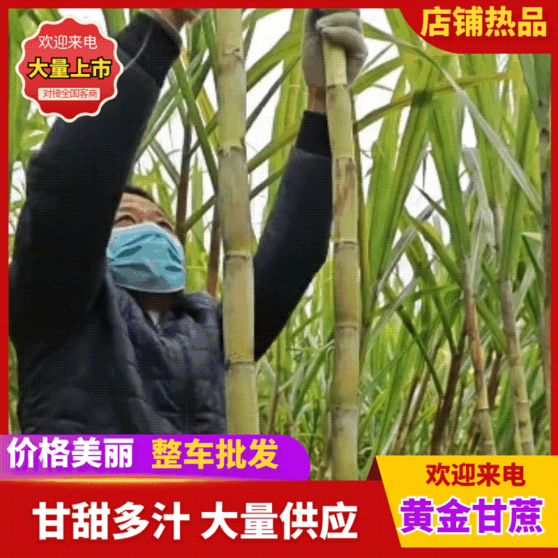 黄金甘蔗黄皮甘蔗大量供应甜度高威县本地欢迎来电