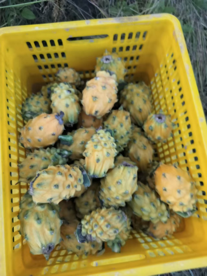 【麒麟果】云南西双版纳基地直供一手货源质量保证全国发货