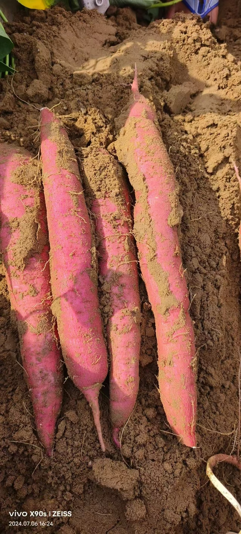河南通许西瓜红红薯条形好无擦伤端头打冷耐储存运输甜度高适合烤