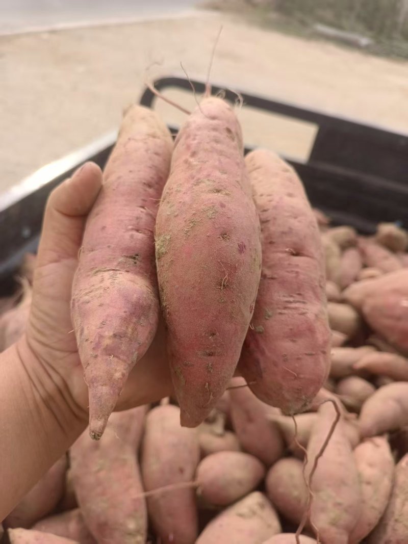 河南通许西瓜红红薯条形好无擦伤端头打冷耐储存运输甜度高适合烤