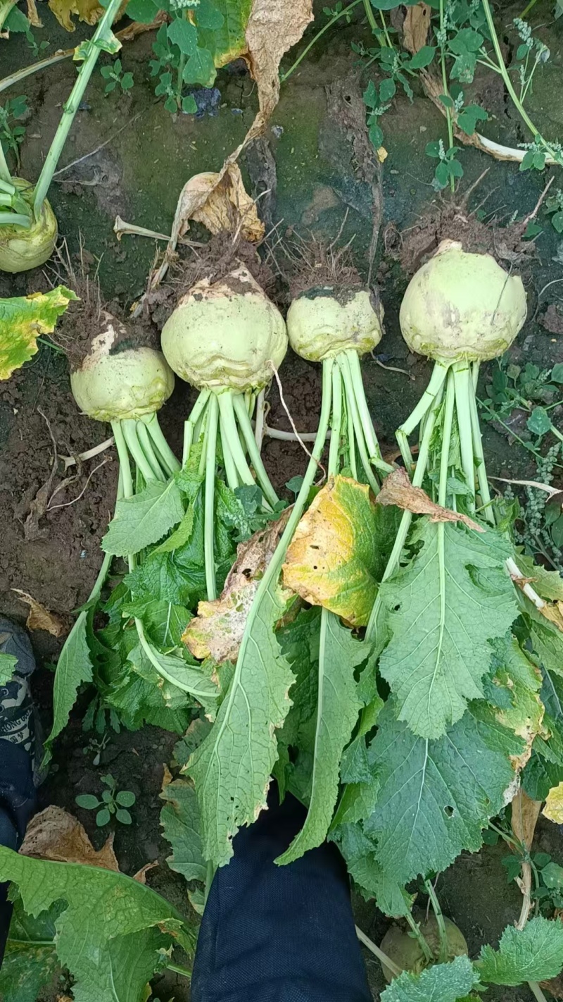 【精选品质】芥菜百亩基地地头现挖货源充足