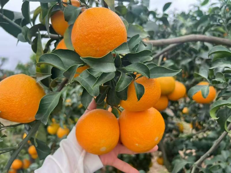 【精选】精品爱媛橙，新鲜现货速发，味美价廉欢迎选购