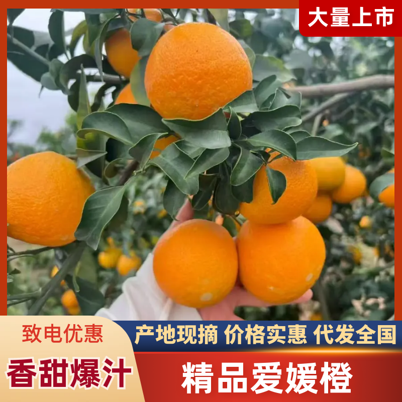 【精选】精品爱媛橙，新鲜现货速发，味美价廉欢迎选购