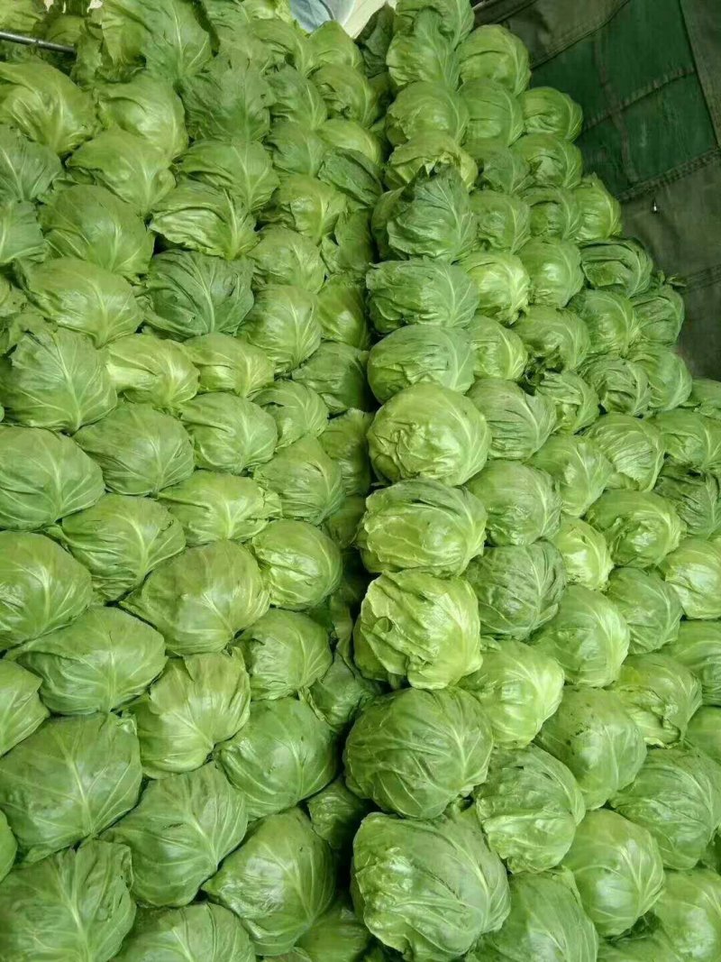 河北精品中甘甘蓝