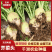 【精选品质】芥菜百亩基地地头现挖货源充足