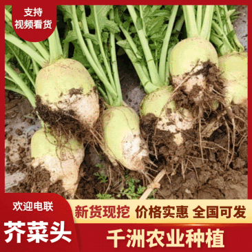 【基地直发】芥菜头辣疙瘩供货量大质量保证欢迎咨询