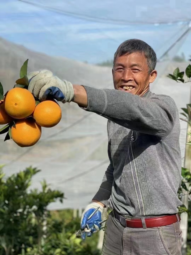 【千亩果园】赣南脐橙一树下不选果批量走通货