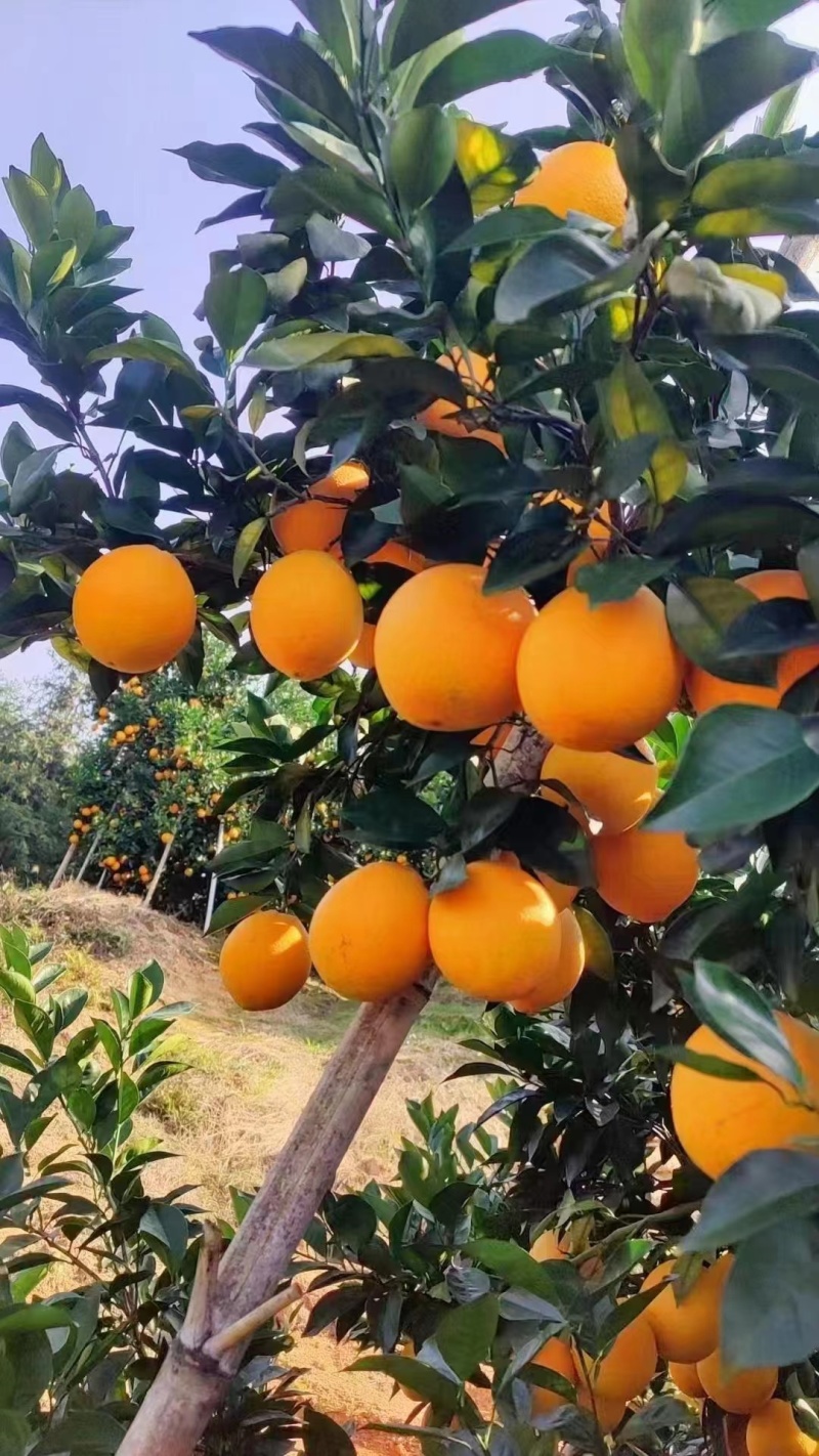 【千亩果园】赣南脐橙一树下不选果批量走通货