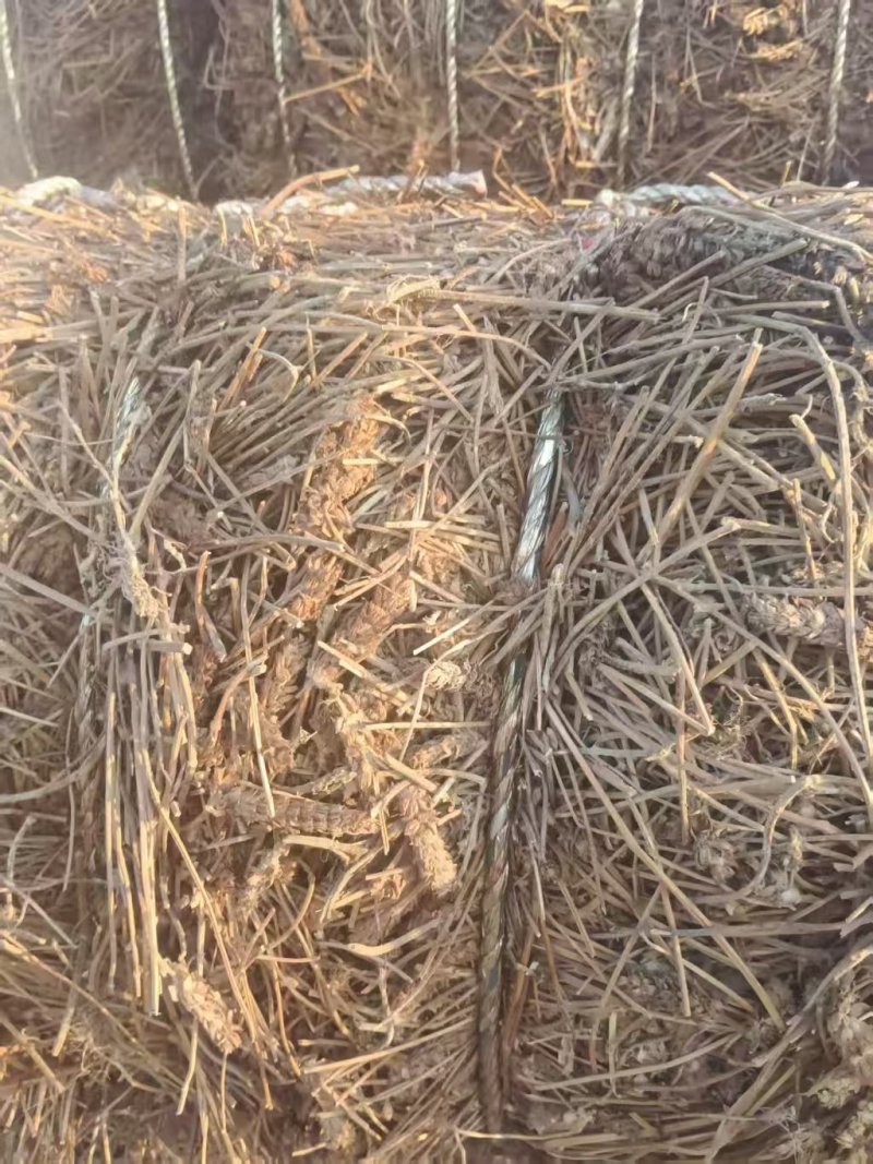 夏枯草产地直销，精品压件货源充足