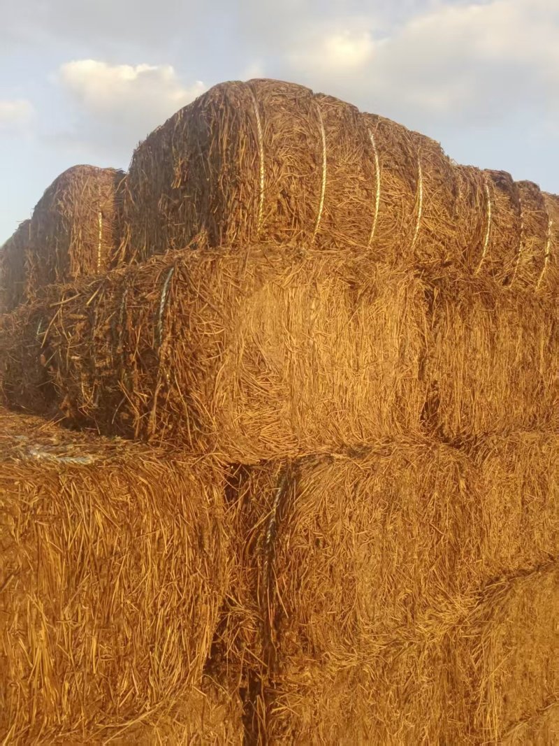 夏枯草产地直销，精品压件货源充足