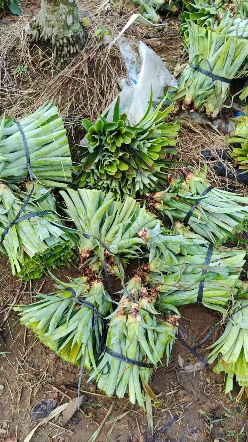 菠萝苗、凤梨苗大量上市，可视频看货，欢迎下单