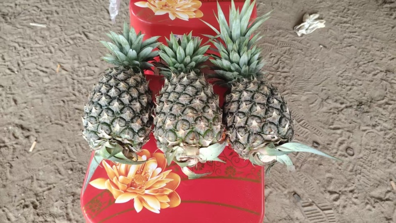 菠萝，凤梨，金子钻凤梨大量有货，量大价格从优