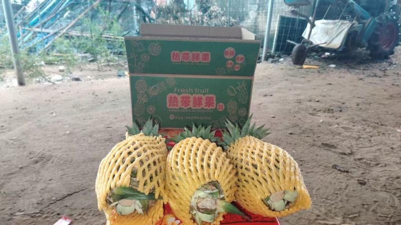 菠萝，凤梨，金子钻凤梨大量有货，量大价格从优