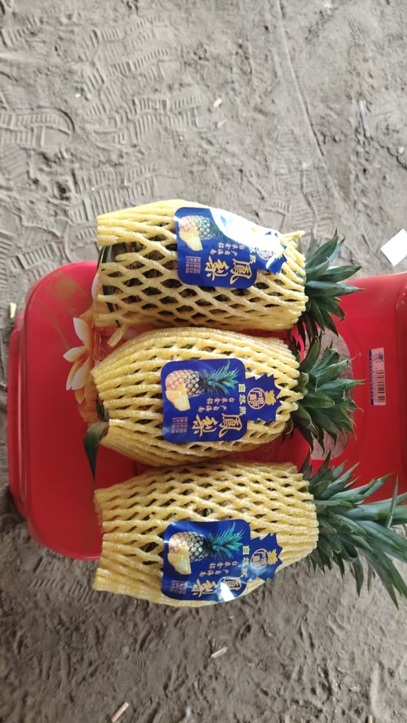 菠萝，凤梨，金子钻凤梨大量有货，量大价格从优