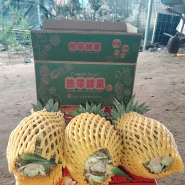 菠萝，金钻凤梨大量上市，量大价格从优，口感好，可视频看货