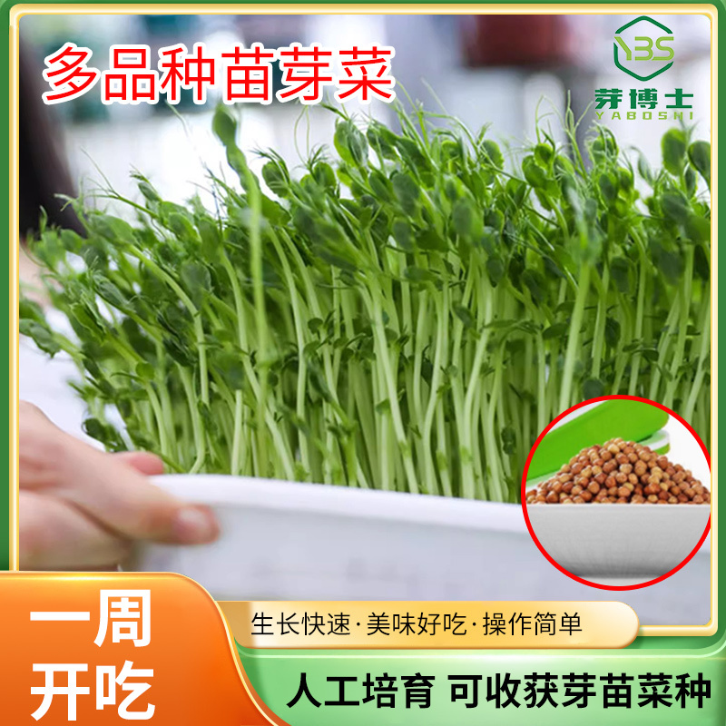 豌豆芽苗，新鲜嫩芽，脆嫩爽口，现摘现吃/量大价优