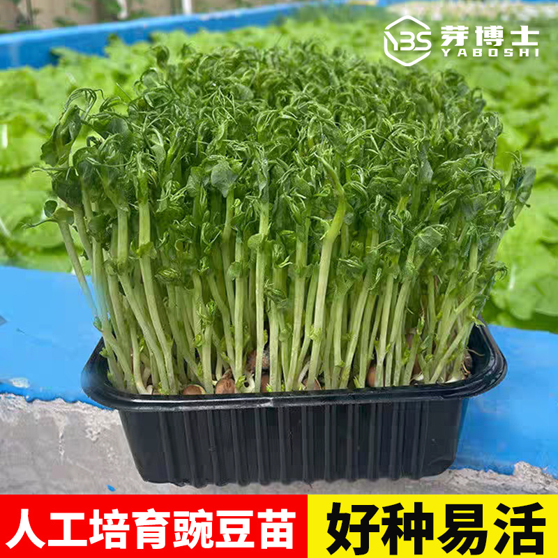 豌豆芽苗，新鲜嫩芽，脆嫩爽口，现摘现吃/量大价优
