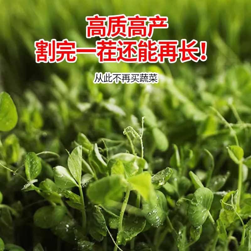 豌豆芽苗，新鲜嫩芽，脆嫩爽口，现摘现吃/量大价优