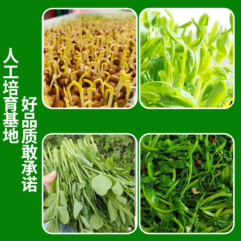 豌豆芽苗，新鲜嫩芽，脆嫩爽口，现摘现吃/量大价优