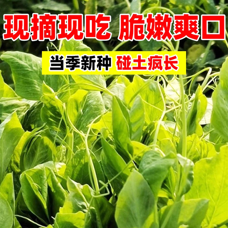 豌豆芽苗，新鲜嫩芽，脆嫩爽口，现摘现吃/量大价优