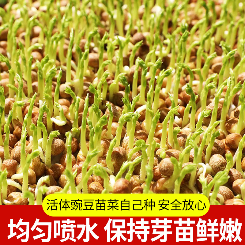 豌豆芽苗，活体销售新鲜易存活，脆嫩爽口，可视频看货