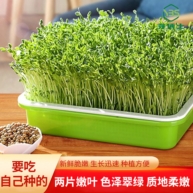 豌豆芽苗，活体销售新鲜易存活，脆嫩爽口，可视频看货
