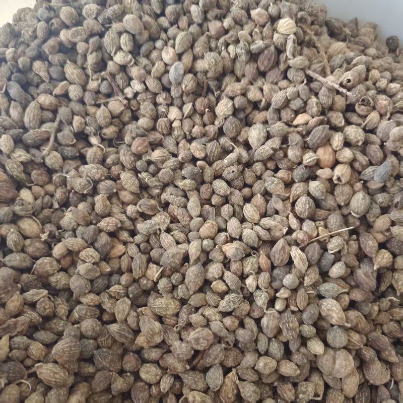 现货供应益智仁新货益智仁中药材批发供应品种齐全