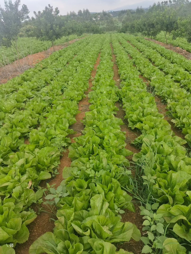 【精选品质】芥菜百亩基地地头现挖货源充足