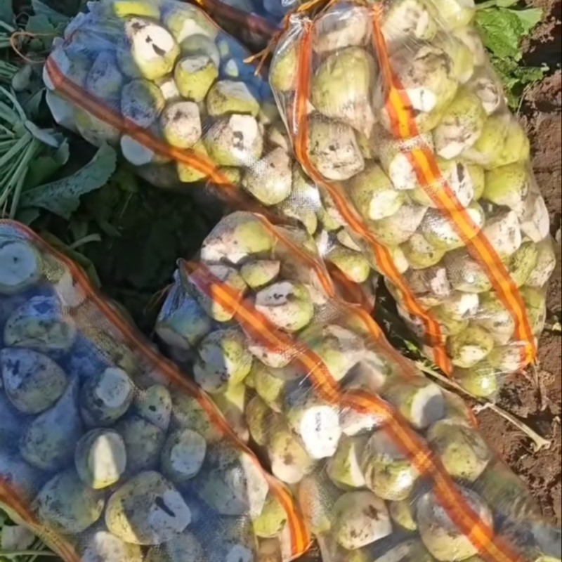 【精选品质】芥菜百亩基地地头现挖货源充足