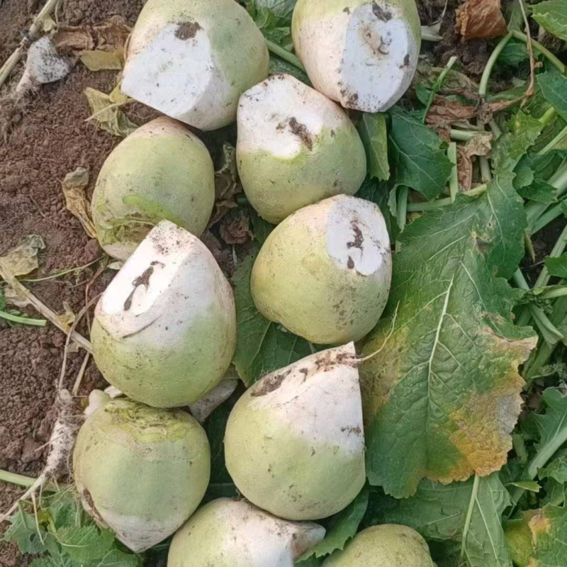 【基地直发】芥菜头辣疙瘩供货量大质量保证欢迎咨询