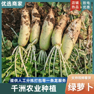 【人工精选】绿萝卜青萝卜对接商超市场基地直发新鲜现挖