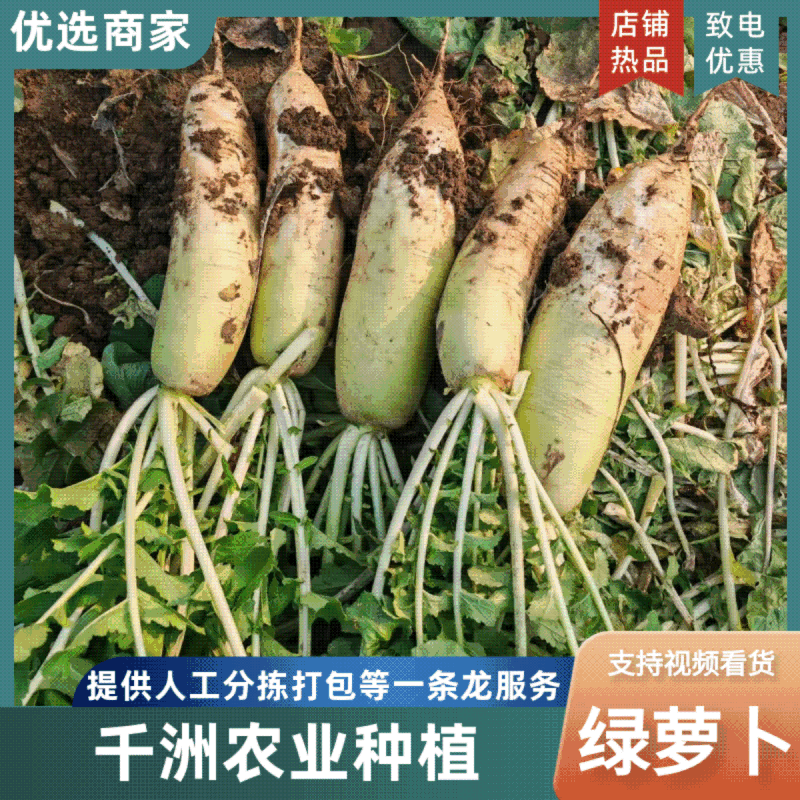 【人工精选】绿萝卜青萝卜对接商超市场基地直发新鲜现挖