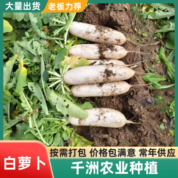 【协助装车】白萝卜价格合理基地直发供货量大