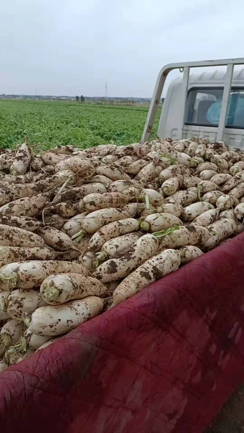 【协助装车】白萝卜价格合理基地直发供货量大