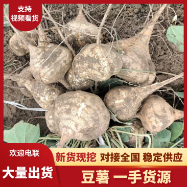 湖北精品凉薯、地瓜嫩甜新鲜，现摘现发，诚信经营，全国发货